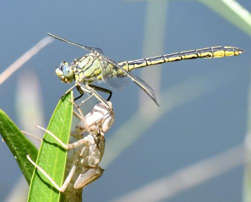 Gomphus pulchellus